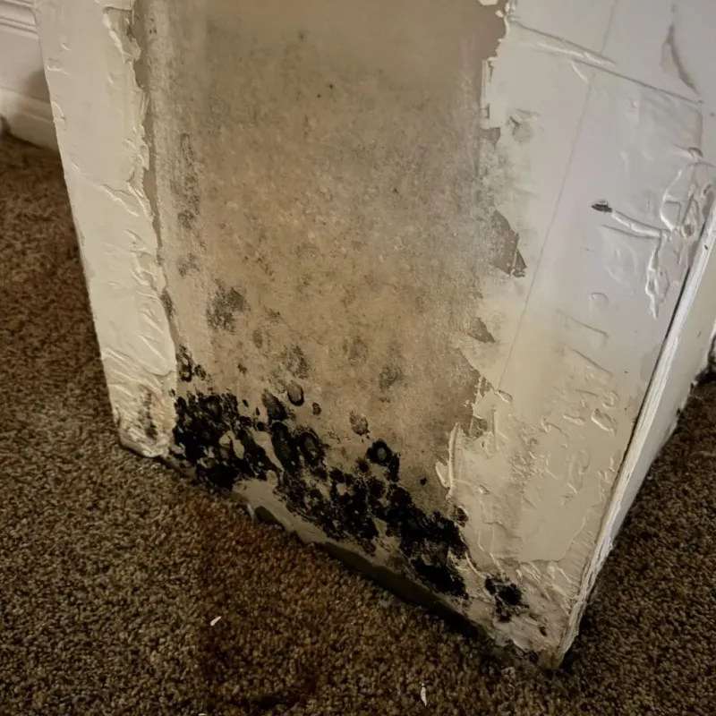 Professional Mold Removal in Longbranch, WA